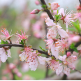 百亩桃花绽春意  十里芳菲引游人