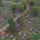 【画卷•乡村振兴】枣市镇：杜鹃竞相绽放不负春光景色浓