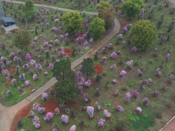 【画卷•乡村振兴】枣市镇：杜鹃竞相绽放不负春光景色浓