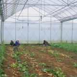 【画卷•乡村振兴】明丰基地：让育秧大棚“忙”起来  土地增效有新路