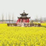 茶陵秩堂：油菜花开引客来