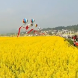 视频 |春已至花已开 愿山河无恙人间皆安
