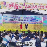 茶陵万亩油菜花海 等您来赏