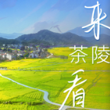 海报丨湖南：来茶陵 看花海