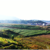 乡村振兴茶陵画卷|茶陵：小小罗汉果 拓宽致富路