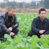 茶陵县农业农村局：深入田间地头 加强油菜防冻抗寒