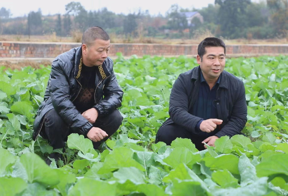 茶陵县农业农村局：深入田间地头 加强油菜防冻抗寒