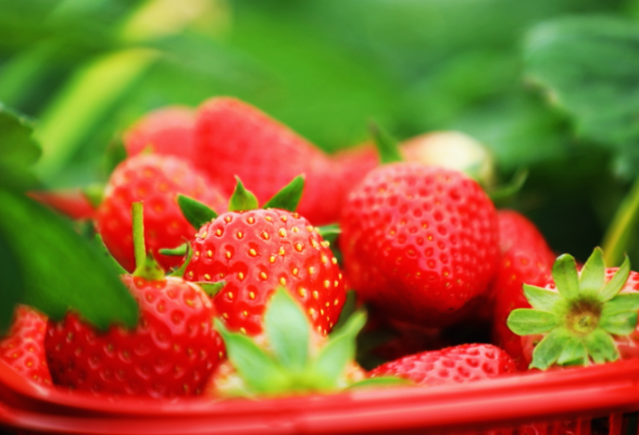 茶陵：奶油草莓甜蜜上市 尽享冬日“莓”好时光