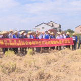 茶陵县科协、老科协组织开展水稻新品种科普观摩培训