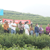 “田间课堂”进茶陵茶叶基地炼精兵