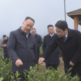 聂方红一行来茶调研