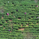 茶陵：上春山采春茶 助力群众增收