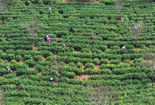 茶陵：上春山采春茶 助力群众增收