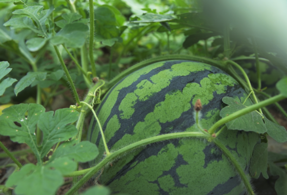 茶陵：首批西瓜甜蜜上市