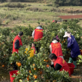 湖南省茶陵县秩堂镇：橙黄橘绿时，一年好景至