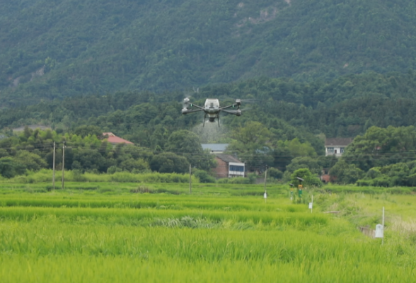 茶陵：植保无人机上阵 科技助农保粮稳产