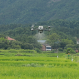 茶陵：植保无人机上阵 科技助农保粮稳产