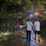 大风致树木倒伏  云阳街道火速处置排险情