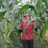 严塘镇：玉米丰收正当时 田间地头甜心头