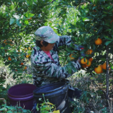 思聪街道清水村：脐橙丰收添喜色   主动作为拓销路