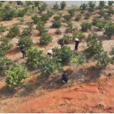 茶陵:采摘助农添活力 橙香铺就振兴路