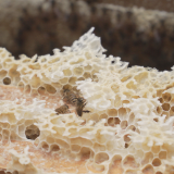 【画卷•乡村振兴】 蜂蜜丰产愁销路 上下齐心解民忧