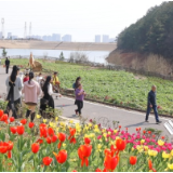 茶陵：阳春三月百花艳 赏花踏青正当时
