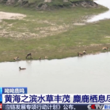 麋鹿回归中国40年 洞庭湖畔上演“鹿王争霸”