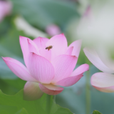 大暑夏正浓 赏荷正当时