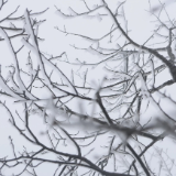 寒潮作画 雾凇成诗 云阳山变身冰雪仙境