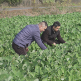 冬管正当时 助力油菜壮苗越冬