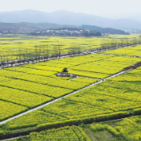 春暖花开踏青时 万亩金海绘丰景