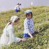 【画卷•乡村振兴】春暖茶飘香 采摘正当时