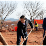 茶陵开展义务植树活动：添绿2.2万株 共筑生态家园