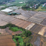 界首镇：早稻插秧“开锣” 田间披上“绿装”