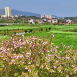 一路樱色烂漫 醉享春日茶陵