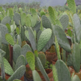 火田镇：仙人掌扎根新华村 特色种植有奔头