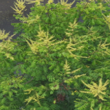 栾树花果满枝 扮靓茶陵初秋