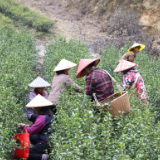 茶陵：早春茶进入采摘期