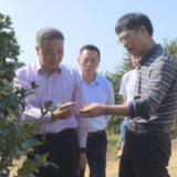 湖南省人大常委会来茶开展《湖南省促进油茶产业发展若干规定(草案)》立法调研工作