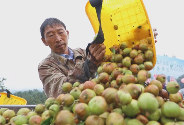 茶陵：金秋霜降 43万亩油茶集中开采