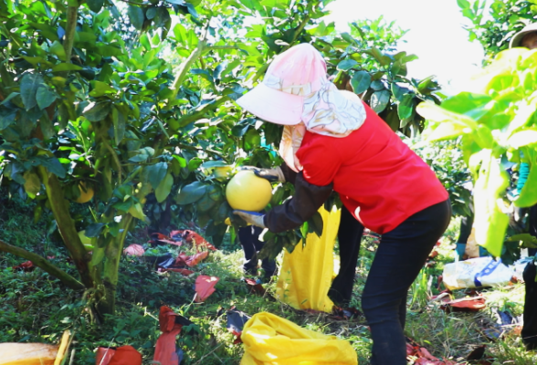 【幸福腰潞】茶陵：三红蜜柚抢“鲜”上市 深受青睐