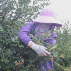 茶陵:霜染油茶枝 金果迎丰年