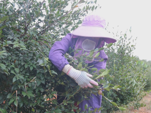 茶陵：霜染油茶枝 金果迎丰年