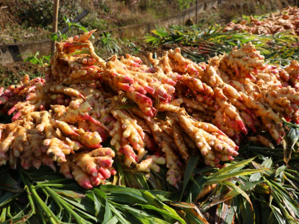 秩堂镇锡田村：生姜采挖忙 “黄金”好“姜”来