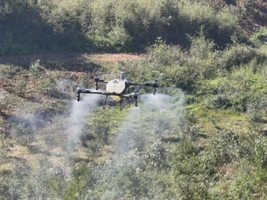 严塘镇：无人机高效“飞防” 助力油茶冬季管护