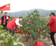 “橙”意满满 茶陵县个私协会云阳分会助力果农销售脐橙