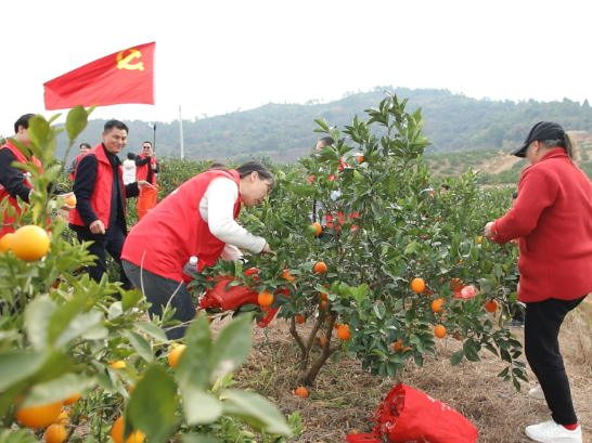 “橙”意满满 茶陵县个私协会云阳分会助力果农销售脐橙