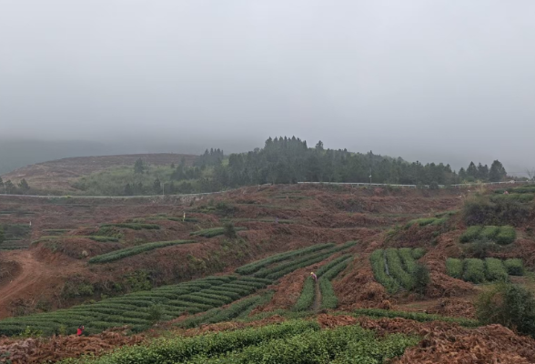 茶陵：春茶开采 新绿抢“鲜”上市