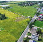 茶陵17.48万亩早稻开镰收割